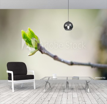 Picture of Budding branches in the spring - selective focus